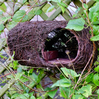 Wildlife World nest box for robin - wicker