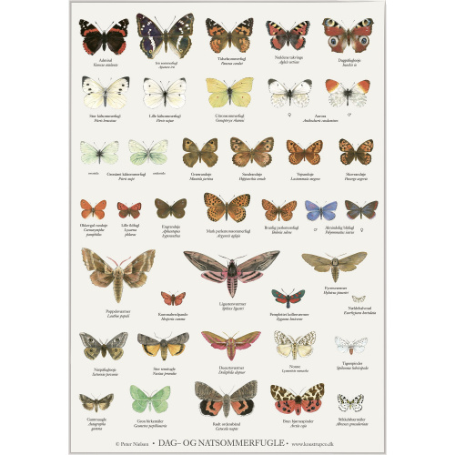Koustrup & Co. Poster mit Schmetterlingen - A2 (Dänisch)