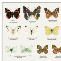 Koustrup & Co. affisch med fjärilar - A2 (dansk)