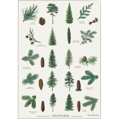 Koustrup & Co. poster with conifers - A2 (Danish)