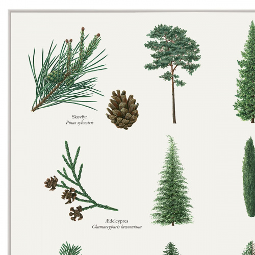 Koustrup & Co. poster with conifers - A2 (Danish)