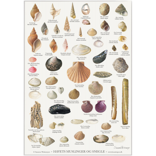 Koustrup & Co. affisch med musslor och sniglar - A2 (dansk)