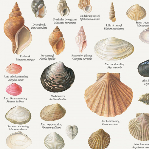 Koustrup & Co. poster with clams and snails - A2 (Danish)