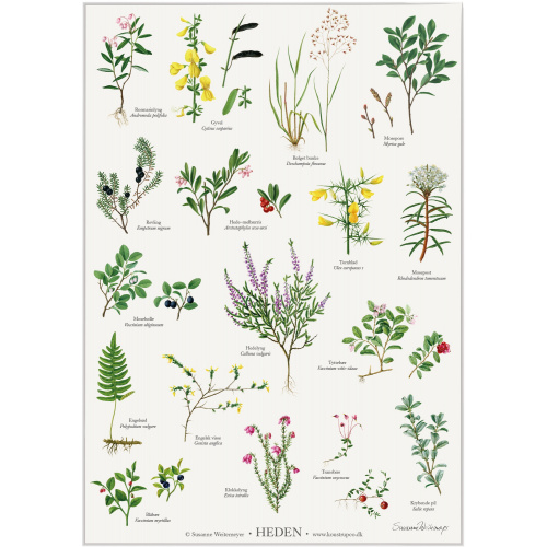Koustrup & Co. Poster mit Heidepflanzen - A2 (Dänisch)