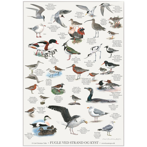 Koustrup & Co. affisch med fåglar på stranden -...
