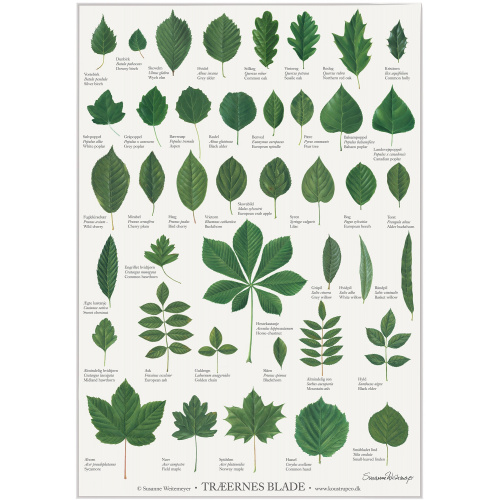 Koustrup & Co. Poster mit Baumblättern - A2...
