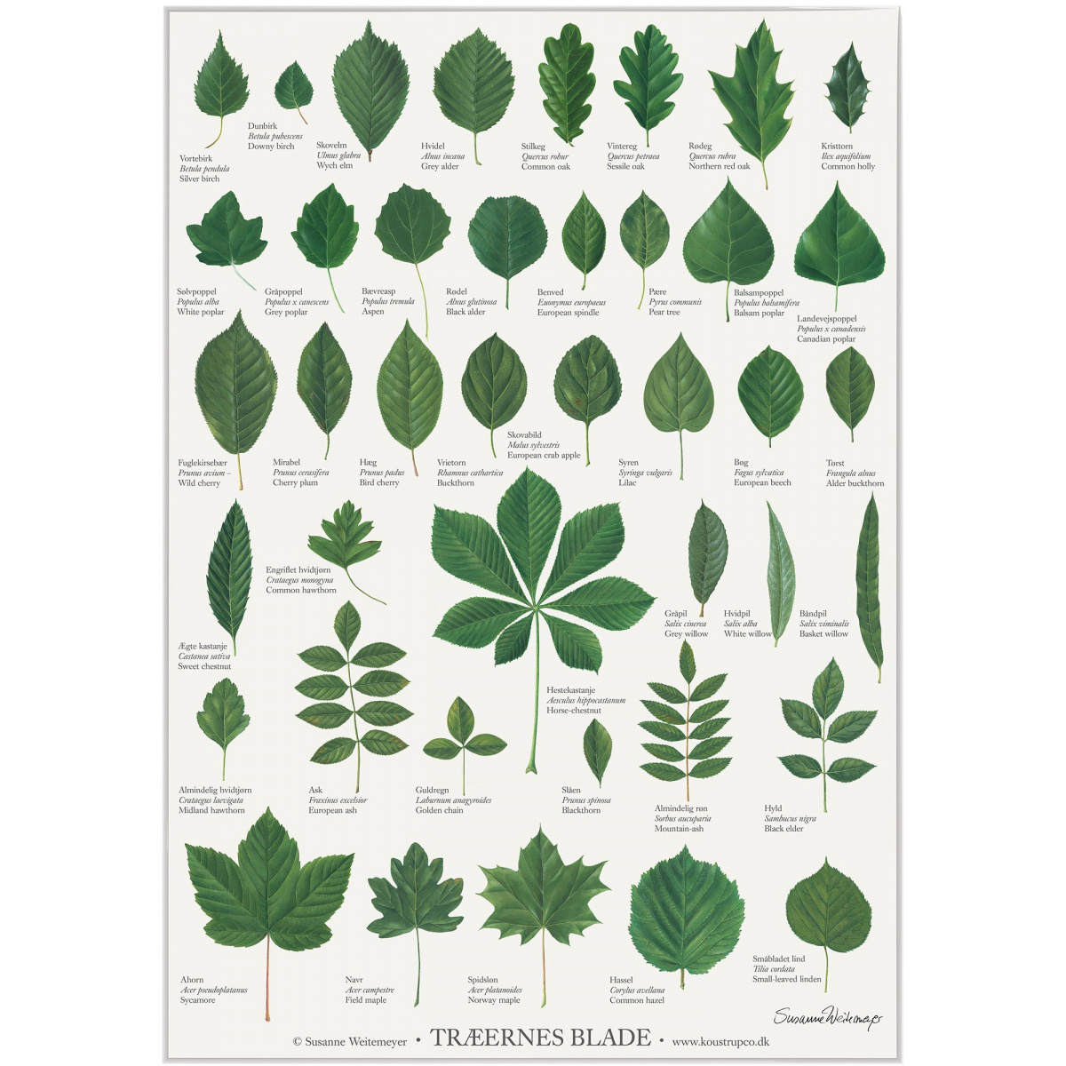 Koustrup & Co. poster with tree leaves - A2 (Danish)