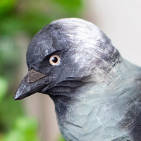 Wildlife Garden boomvogel - plevier
