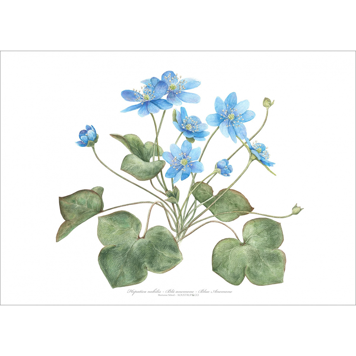 Koustrup & Co. art print with blue anemone - several sizes