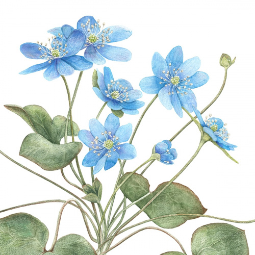Koustrup & Co. kunstprint met blauwe anemoon - verschillende maten