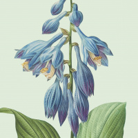 Flora Danica art print met hosta - diverse formaten.