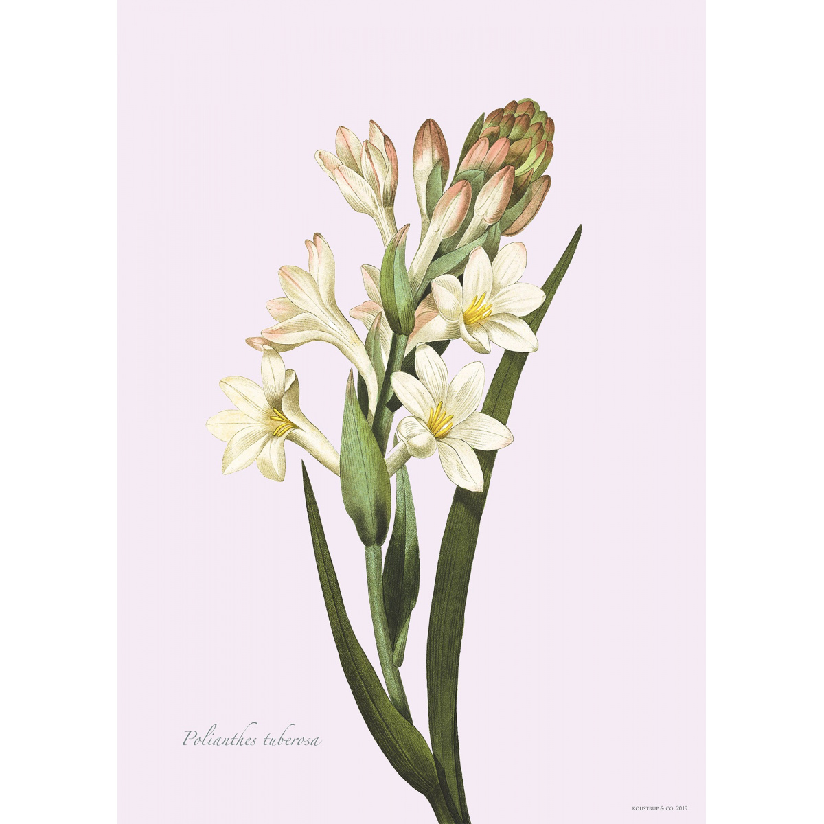 Flora Danica art print with tuberose - several sizes.