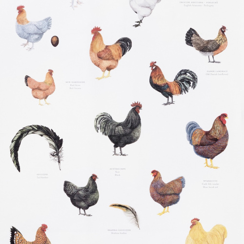 Koustrup & Co. eco tea towel - chickens