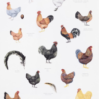 Koustrup & Co. eko kökshandduk - kycklingar