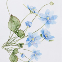Koustrup & Co. eco tea towel - blue anemone