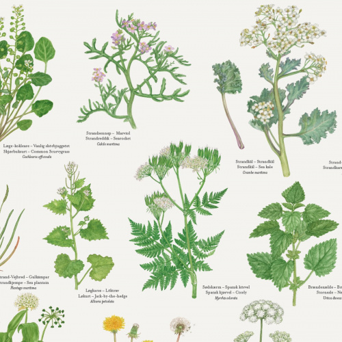Koustrup & Co. poster with edible wild plants - A2 (Danish)