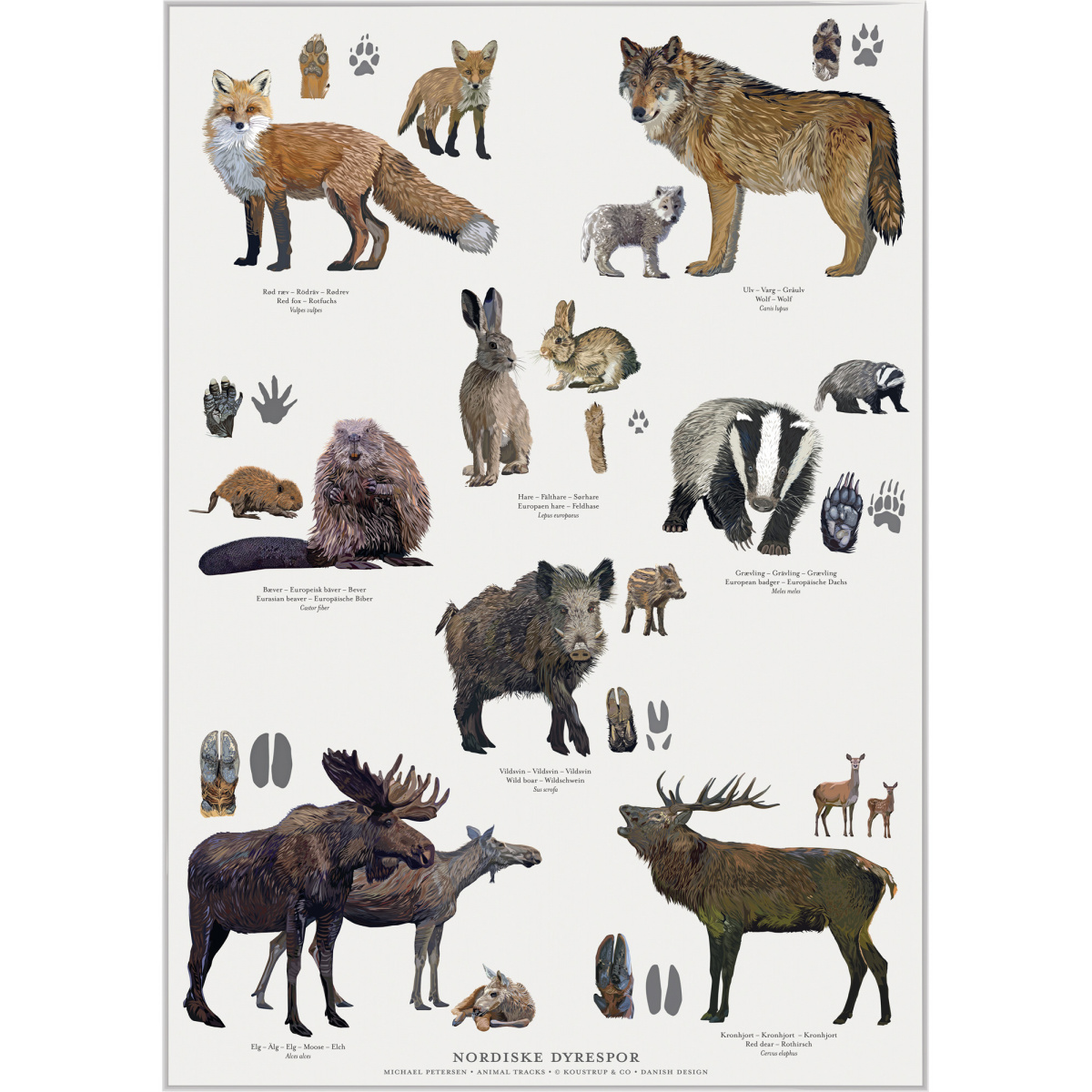 Koustrup & Co. poster with Nordic animal tracks - A2 (Danish)
