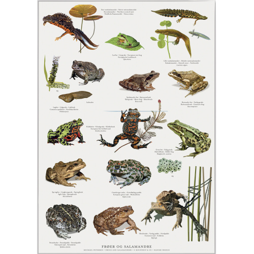 Koustrup & Co. poster met kikkers en salamanders - A2 (Deens)
