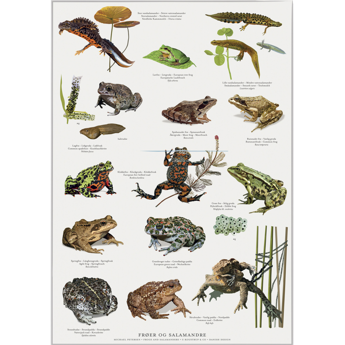 Koustrup & Co. plakat med frøer og salamandre - A2 (dansk)
