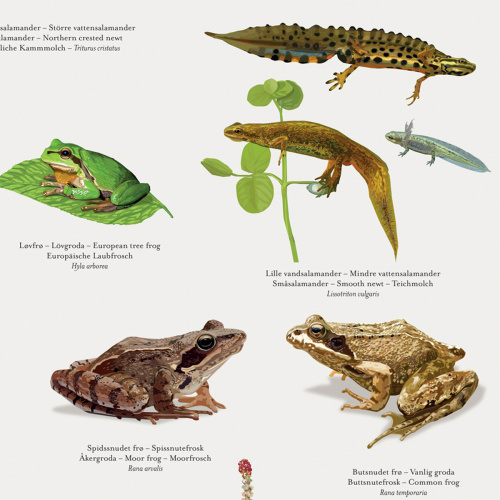 Koustrup & Co. affisch med grodor och salamandrar - A2 (dansk)
