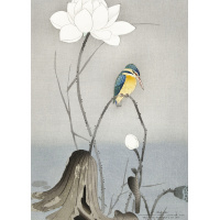 Koustrup & Co. art print with kingfisher