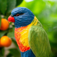 Wildlife Garden Vögel aus Holz Tiere - Regenbogenlorikeet