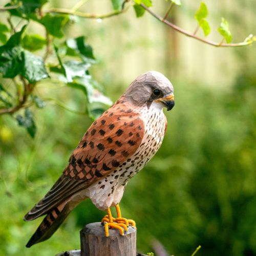 Wildlife Garden Vögel aus Holz Tiere - Turmfalke