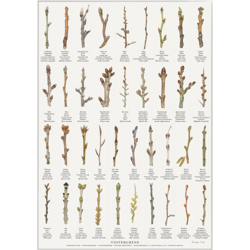 Koustrup & Co. poster with winter branches - A2...