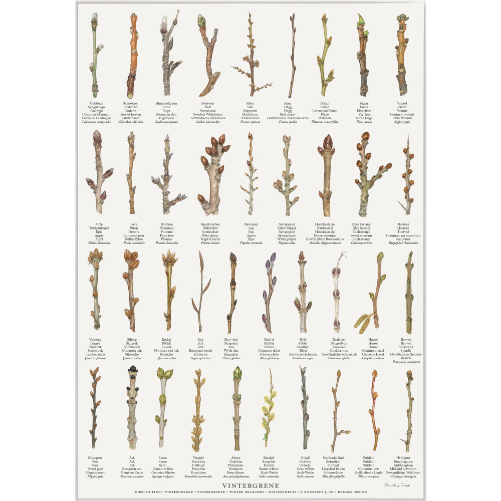 Koustrup & Co. poster with winter branches - A2 (Danish)