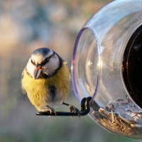 Born in Sweden bird feeder for window