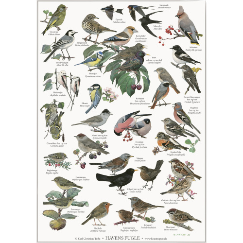Koustrup & Co. affisch med trädgårdsfåglar - A4 (dansk)