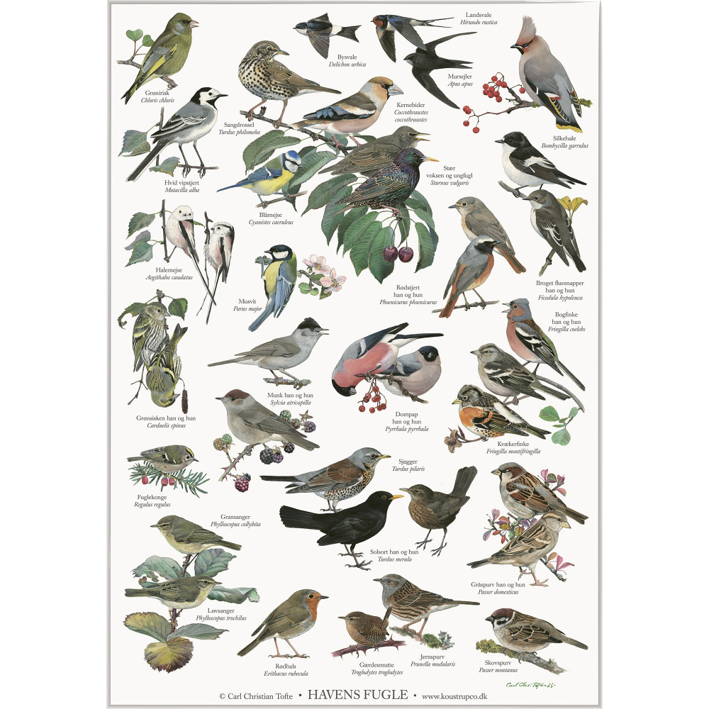 Koustrup & Co. Poster mit Gartenvögeln - A4 (Dänisch)
