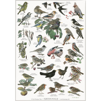 Koustrup & Co. poster with garden birds - A4 (Danish)
