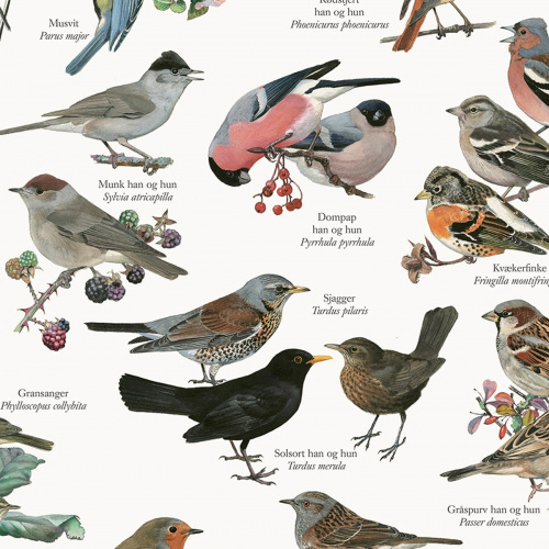 Koustrup & Co. poster met tuinvogels - A4 (Deens)