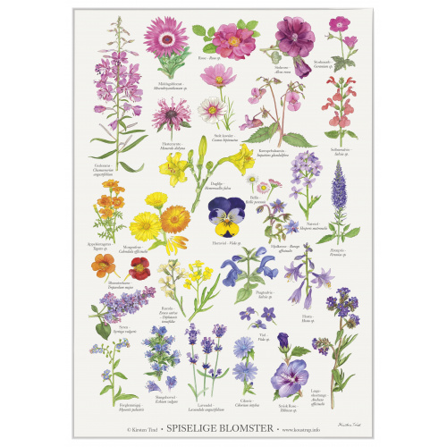 Koustrup & Co. Poster mit essbaren Blumen - A4 (Dänisch)