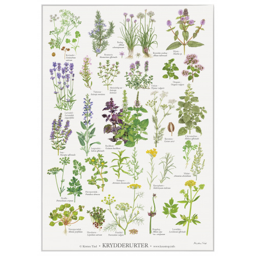 Koustrup & Co. poster with herbs - A4 (Danish)
