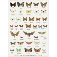 Koustrup & Co. Poster mit Schmetterlingen - A4 (Dänisch)