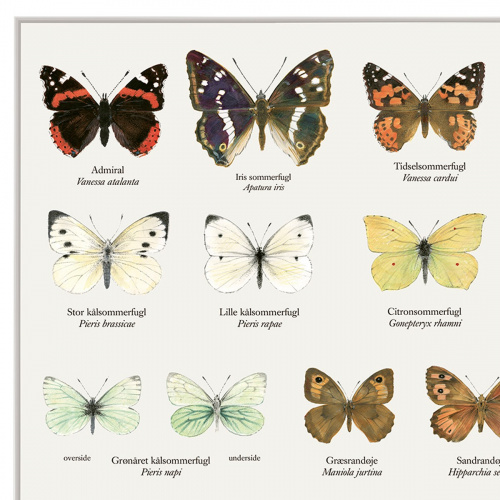 Koustrup & Co. Poster mit Schmetterlingen - A4 (Dänisch)