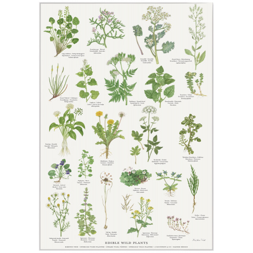 Koustrup & Co. affisch med ätbara vilda växter...