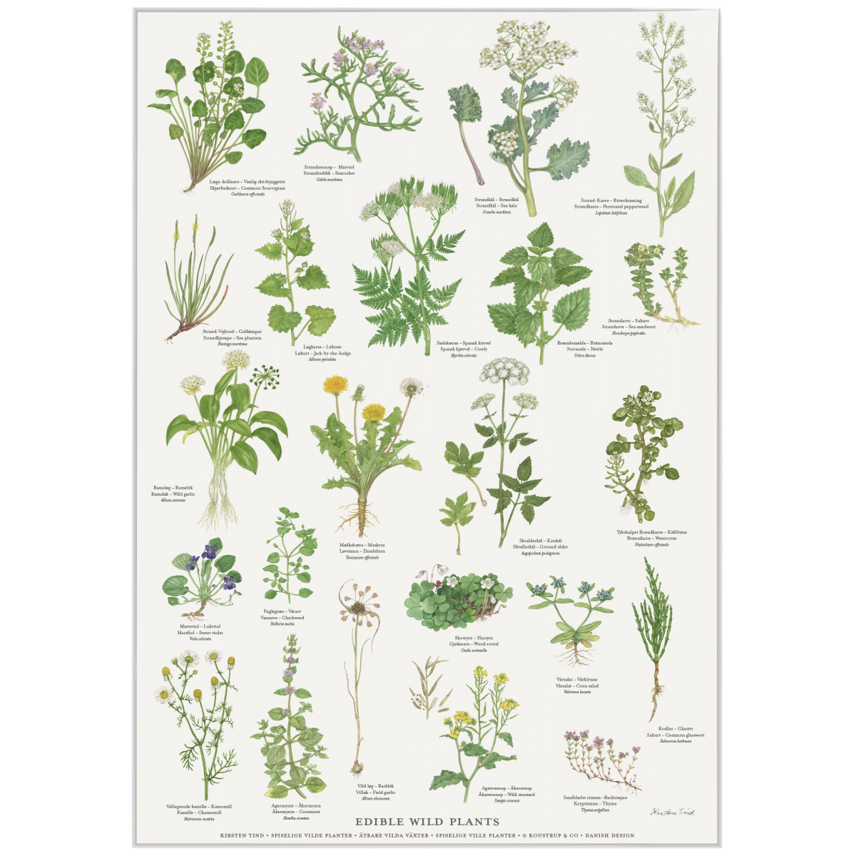 Koustrup & Co. plakat med spiselige vilde planter - A4 (dansk)