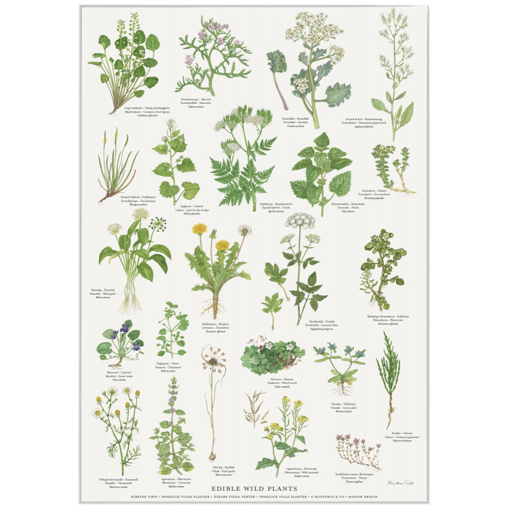 Koustrup & Co. poster with edible wild plants - A4 (Danish)