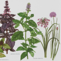 Koustrup & Co. tray, 27x20 - herbs