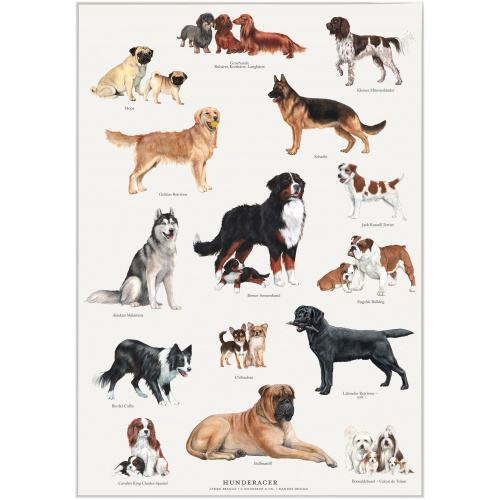 Koustrup & Co. poster met hondenrassen - A4...