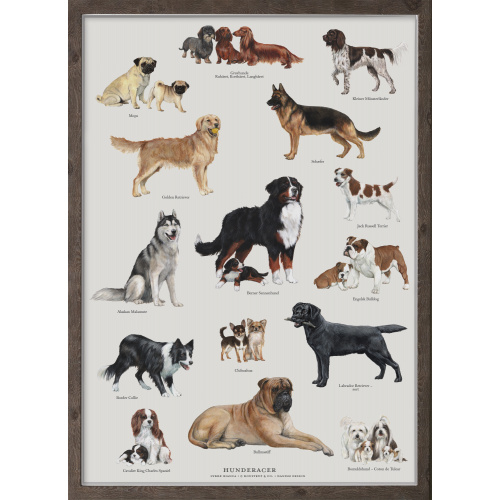 Koustrup & Co. affisch med hundraser - A4 (dansk)