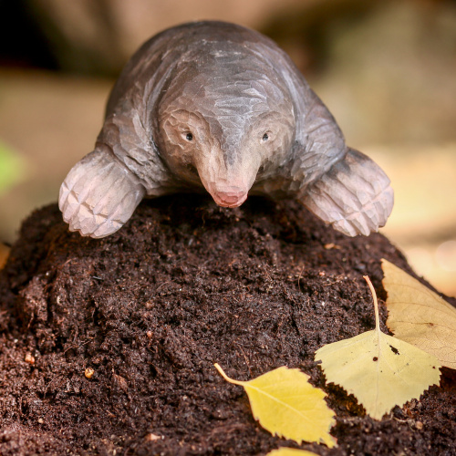 Wildlife Garden tree animal - mole