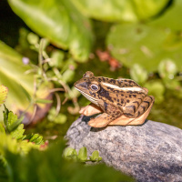 Wildlife Garden lebenden Tiere - spitzer Frosch