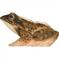 Wildlife Garden Träddjur - Pointy Frog