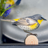 Dieren in het Wildlife Garden Treebird - Myrtle Warbler